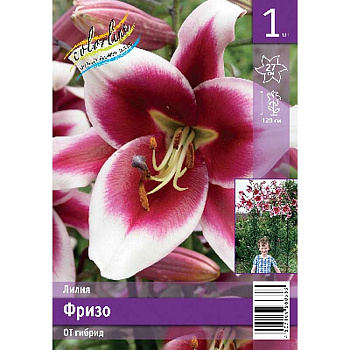 Лилия Фризо 12/14 1 Эконом шт 