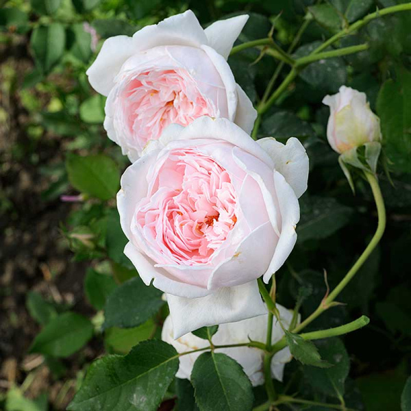 Роза плетистая Клэр Роуз Садовита