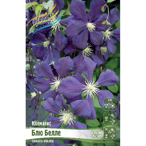 Клематис Блю Белле I 2 шт
