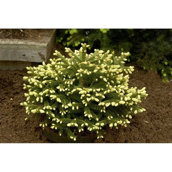 15938 Ель Восточная Голден Старт C1.5 ,шт