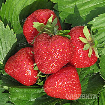 Земляника садовая Дели (цена за 40 шт) ОСП