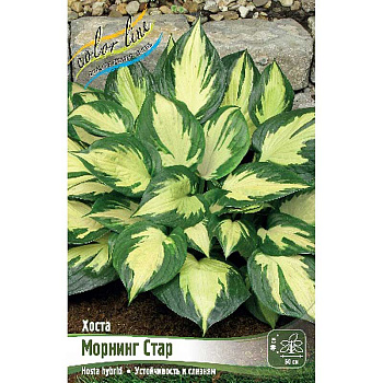 Хоста Морнинг Стар 1 n 25 шт Биг-пак 9750