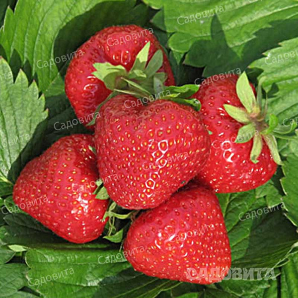 Земляника садовая Дели (цена за 40 шт) ОСП