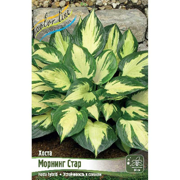 Хоста Морнинг Стар 1 n 25 шт Биг-пак 9750