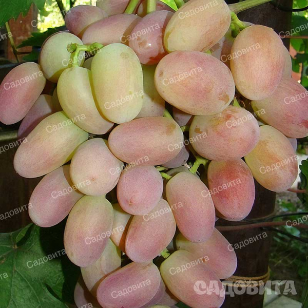 Виноград Сенсация сверхранний Садовита