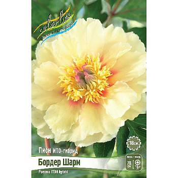 Пион Ито Бордер Шарм 2/3 n 1 шт