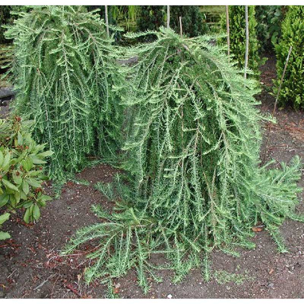 Лиственница Кемпфера Стиф Уипер BR 90cm stem