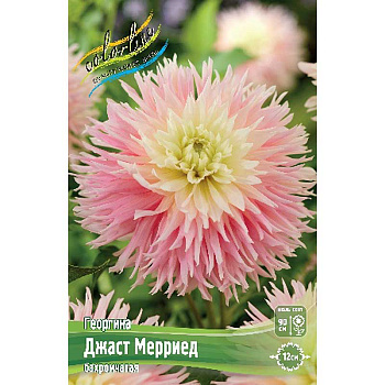 Георгина Джаст Мерриед I 1 шт 