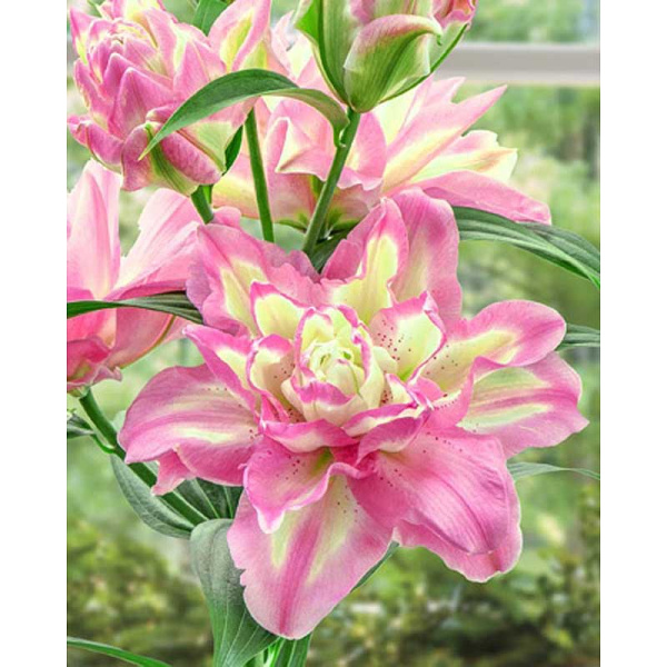 2298 Биг-Пак Лилия Лакки Энджел 10/12 25 шт 