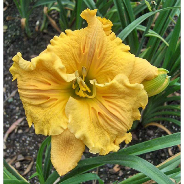 Лилейник Бас Релиф I 1 шт