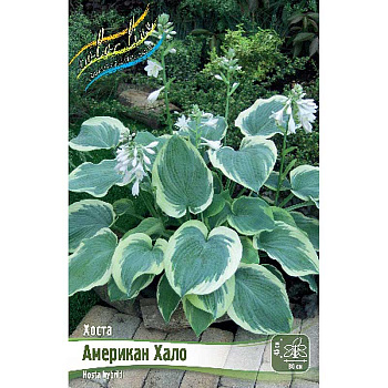 Хоста Американ Хало 1 n 25 шт Биг-пак 5903