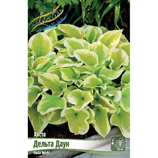 Хоста Дельта Даун 1 n 25 шт Биг-пак 7903