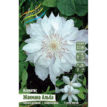 Клематис Жакмана Альба I 25 шт Биг-пак 735