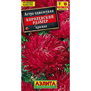 Астра Королевский размер красная Аэлита Ц 