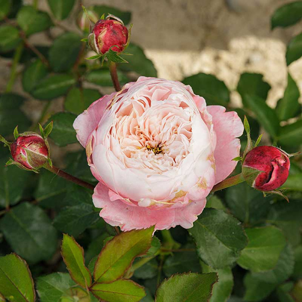 Роза шраб Плум Садовита