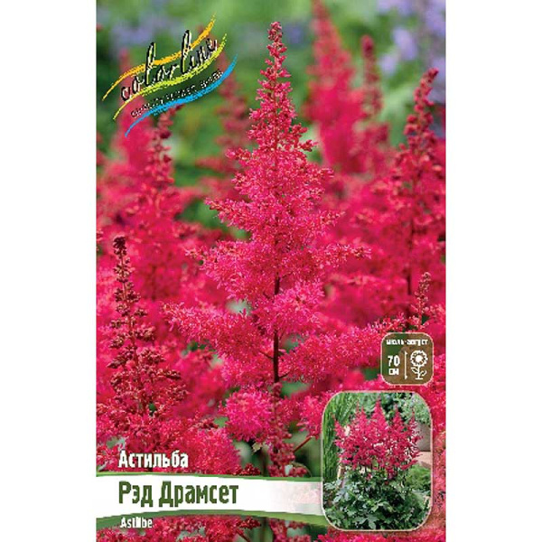 Астильба Рэд Драмсет 2/3 n 1 шт