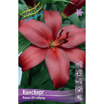 Лилия Камсберг 12/14 7 шт 