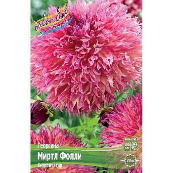 Георгина Миртл Фолли I 1 шт