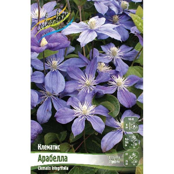 Клематис Арабелла I 2 шт 