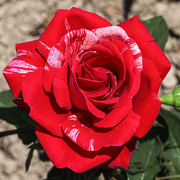 Роза парковая Фердинанд Пичард Садовита