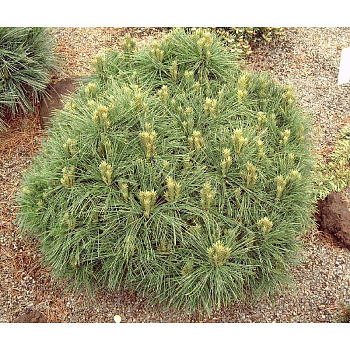 Сосна Веймутовая Грег C10 40-50cm