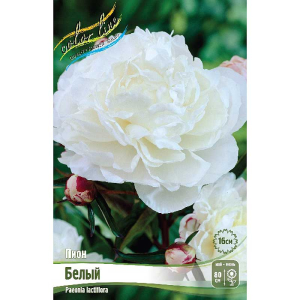 Пион Белый 3/5 n 15 шт Биг-Пак 6421 