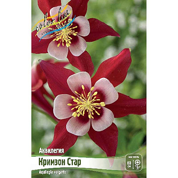 8284 Биг-Пак Аквилегия Кримзон Стар I 25 шт