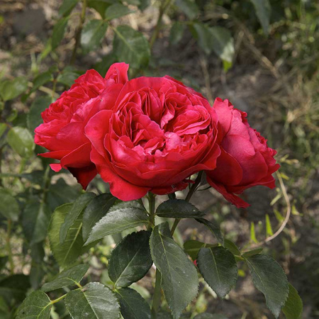 Роза шраб Эрик Таберли Садовита