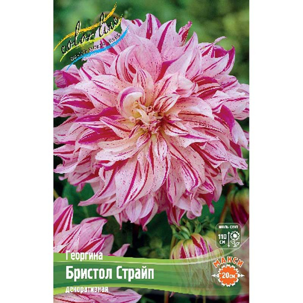 Георгина Бристол Страйп I 15 шт Шоу-бокс 8945