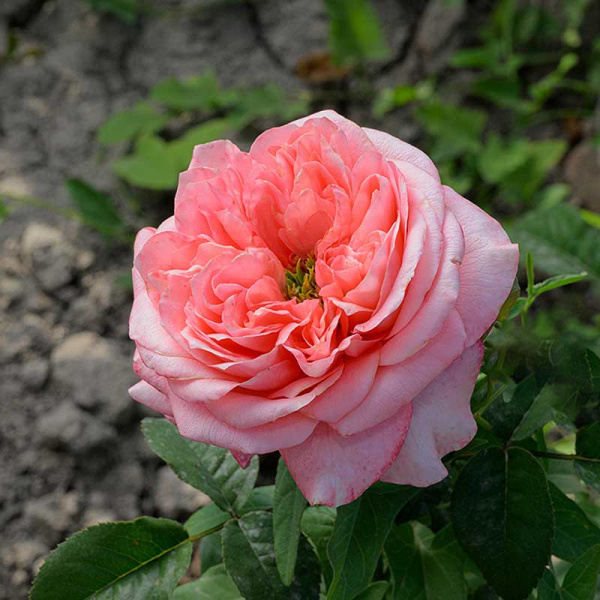 Роза Флорибунда Пинк Экспрешн Садовита