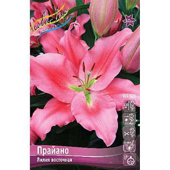 Лилия Прайано 12/14 5 шт