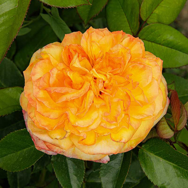 Роза чайно-гибридная Анри Дельбар Садовита