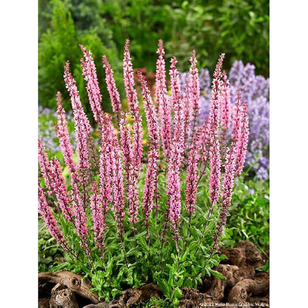 12074 Биг-Пак Сальвия Карадонна Пинк I 25 шт 