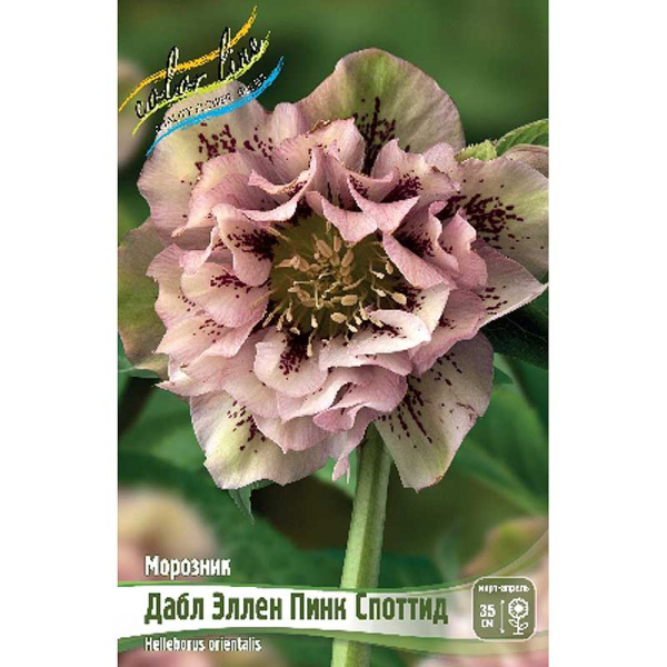 8147 Биг-Пак Морозник Дабл Эллен Пинк Споттид I 25 шт 