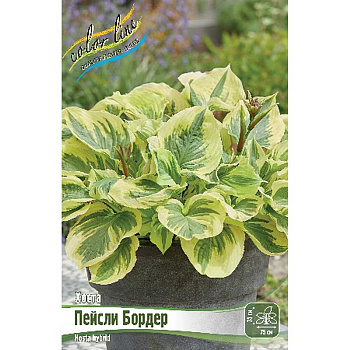 Хоста Пейсли Бордер 1 n 1 шт