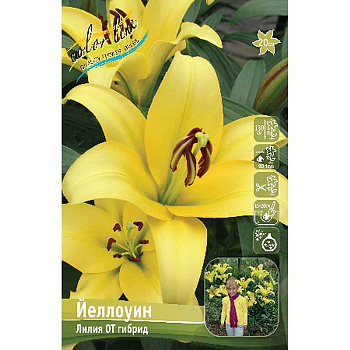 Лилия Йеллоуин 12/14 25 шт Биг-пак 10557