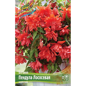 Бегония Пендула Лососевая 5/6 50 шт Шоу-бокс 8863