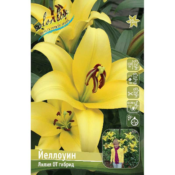 Лилия Йеллоуин 12/14 25 шт Биг-пак 10557