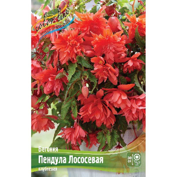 Бегония Пендула Лососевая 5/6 50 шт Шоу-бокс 8863