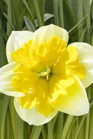 Sum9414 Шоу-Бокс Нарцисс Шантерель 14/16 50 шт Садовита