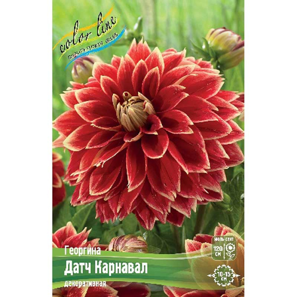 Георгина Датч Карнавал I 15 шт Шоу-бокс 9523