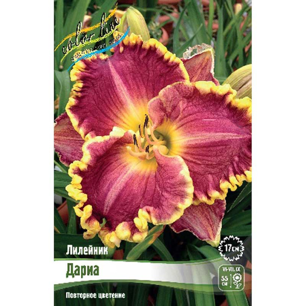 Лилейник Дариа I 1 шт