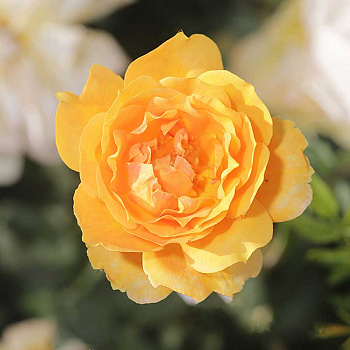 Роза шраб Жоэль Маруани Садовита