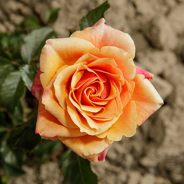 Роза чайно-гибридная Черри Бренди Садовита