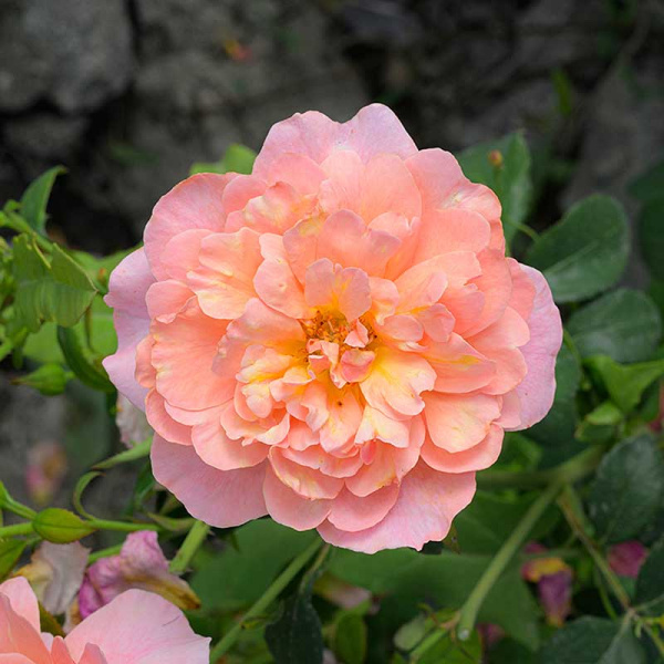 Роза Флорибунда Принцесс Дримс Садовита