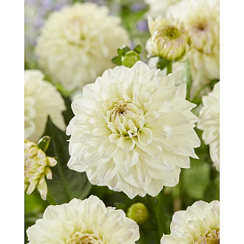 Георгина Гоу Гоу Уайт I 1 шт