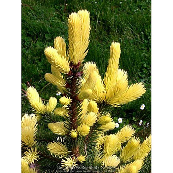 11158 Ель Колючая Мейголд 25-30см с комом ,шт