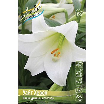 Лилия Уайт Хевен 12/14 25 шт Биг-пак 10451