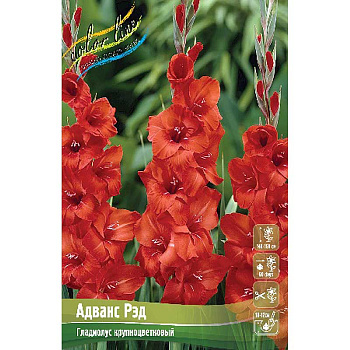 Гладиолус Адванс Рэд 10/12 10 шт