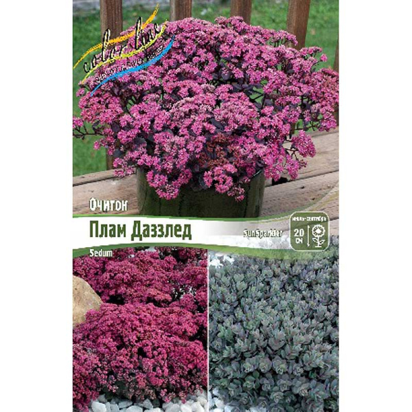4550 Биг-Пак Очиток Даззлберри *Sunsparkler I 25 шт 